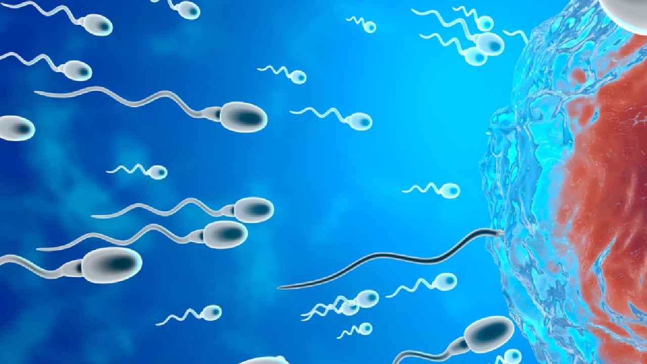 Sperm Business: వీర్యానికి 4వేలు.. హైదరాబాద్లో బయటపడ్డ స్పెర్మ్ దందా.. అహ్మదాబాద్కు తరలింపు.. Sperm Business: వీర్యానికి 4వేలు.. హైదరాబాద్లో బయటపడ్డ స్పెర్మ్ దందా.. అహ్మదాబాద్కు తరలింపు..