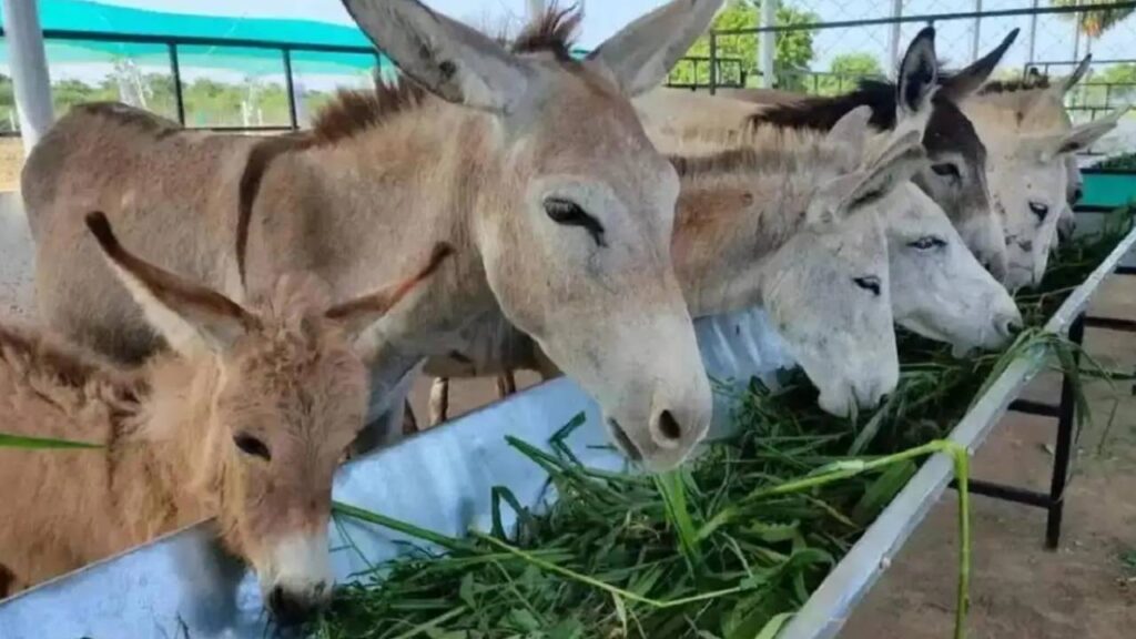 donkeys