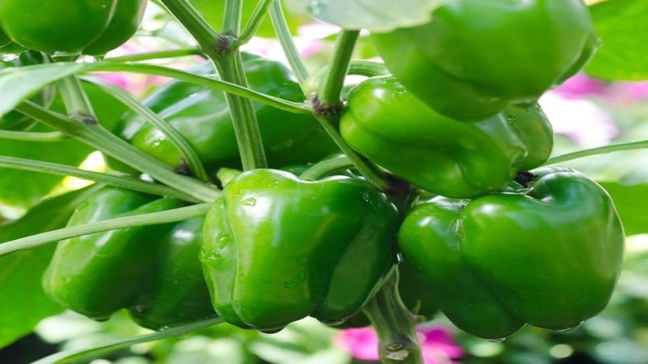 Capsicum Benefits: బెల్లం మిరపకాయతో భలే ఆరోగ్యం.. రోజూ తింటే రోగాలు మాయం.. గుండే, కళ్ళు సేఫ్ Capsicum Benefits: బెల్లం మిరపకాయతో భలే ఆరోగ్యం.. రోజూ తింటే రోగాలు మాయం.. గుండే, కళ్ళు సేఫ్