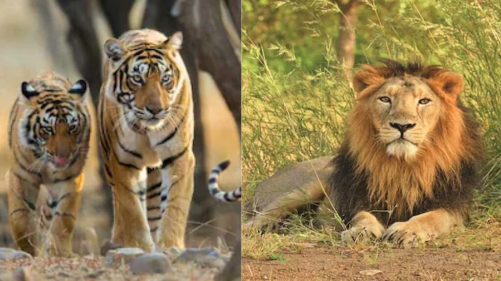 national parks for wildlife photography