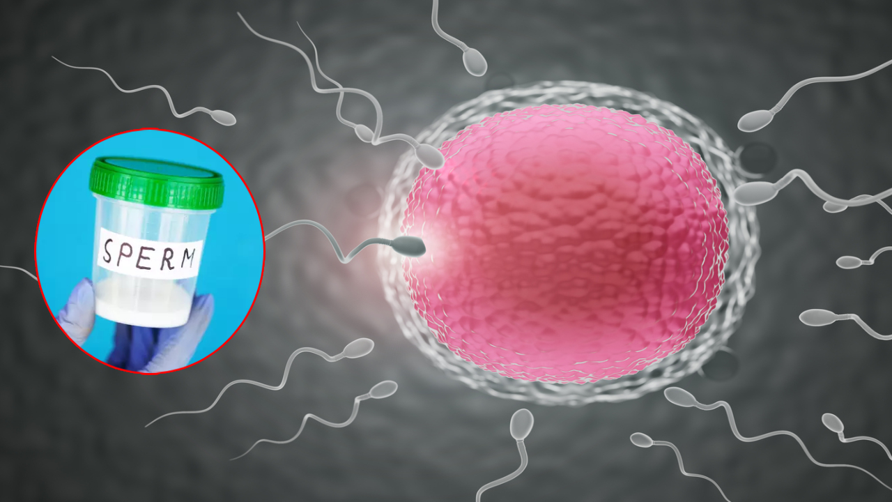 Sperm Count: స్పెర్మ్ కౌంట్ లక్షల్లో పెరుగుతుంది.. మగమహారాజులకు గొప్ప వరం.. రోజు ఇలా చేయండి చాలు! Sperm Count: స్పెర్మ్ కౌంట్ లక్షల్లో పెరుగుతుంది.. మగమహారాజులకు గొప్ప వరం.. రోజు ఇలా చేయండి చాలు!