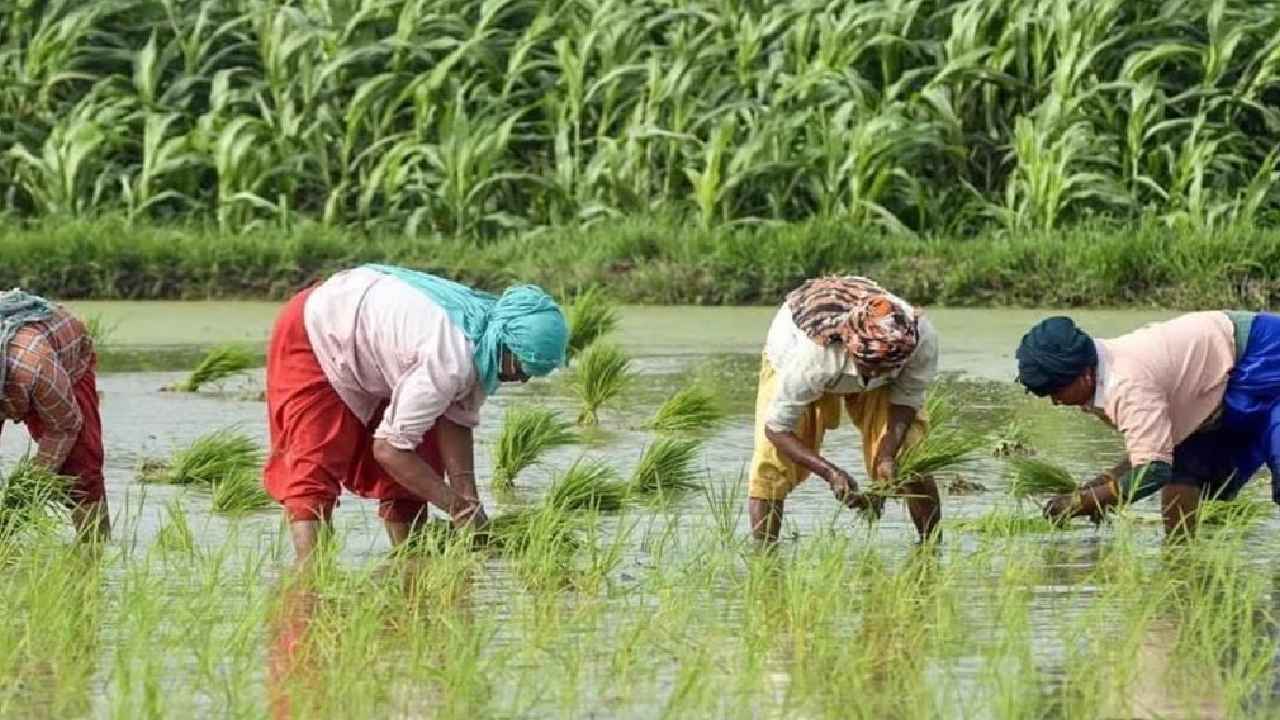 PMFBY: రేపే.. రైతుల ఖాతాల్లోకి డబ్బులు.. రూ.3,200 కోట్లు.. ఫసల్ బీమా యోజన.. PMFBY: రేపే.. రైతుల ఖాతాల్లోకి డబ్బులు.. రూ.3,200 కోట్లు.. ఫసల్ బీమా యోజన..
