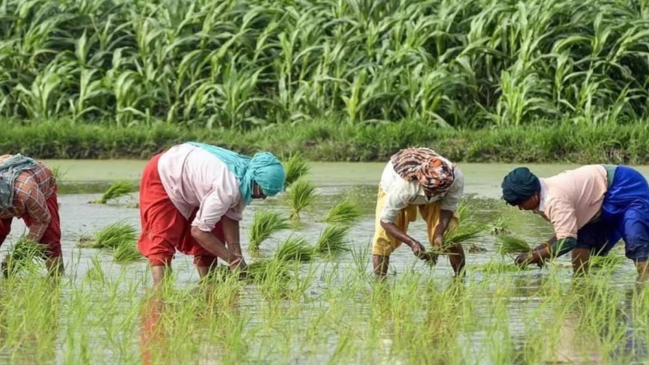 Telangana Govt: తెలంగాణ సర్కార్ కీలక నిర్ణయం.. రైతులకు ఇక పండుగే.. వ్యవసాయం లాభసాటిగా మార్చేందుకు.. Telangana Govt: తెలంగాణ సర్కార్ కీలక నిర్ణయం.. రైతులకు ఇక పండుగే.. వ్యవసాయం లాభసాటిగా మార్చేందుకు..