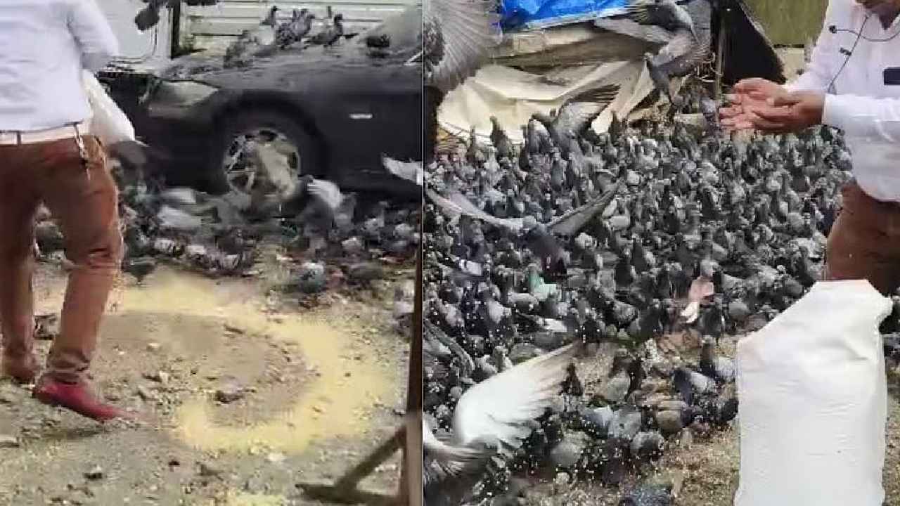 Feeding Pigeons: ఫస్ట్ టైమ్.. పావురాలకు ఆహారం పెట్టారని.. క్రిమినల్ కేసు నమోదు చేసిన పోలీసులు.. ఎందుకిలా.. Feeding Pigeons: ఫస్ట్ టైమ్.. పావురాలకు ఆహారం పెట్టారని.. క్రిమినల్ కేసు నమోదు చేసిన పోలీసులు.. ఎందుకిలా..