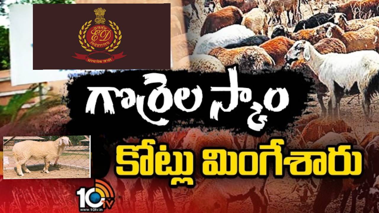 తెలంగాణలో గొర్రెల పంపిణీ పథక అక్రమాల విలువ రూ.1,000 కోట్లపైనే: ఈడీ సంచలన ప్రకటన తెలంగాణలో గొర్రెల పంపిణీ పథక అక్రమాల విలువ రూ.1,000 కోట్లపైనే: ఈడీ సంచలన ప్రకటన