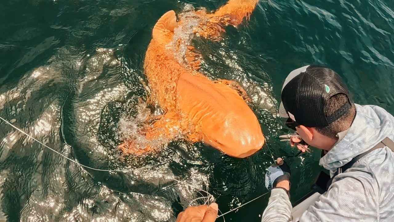 Orange Shark: అమ్మ బాబోయ్..! ఇదేంటి ఇలా ఉంది.. షార్క్ కలర్ చూసి షాక్.. వీడియోలు వైరల్.. ఎందుకిలా.. Orange Shark: అమ్మ బాబోయ్..! ఇదేంటి ఇలా ఉంది.. షార్క్ కలర్ చూసి షాక్.. వీడియోలు వైరల్.. ఎందుకిలా..