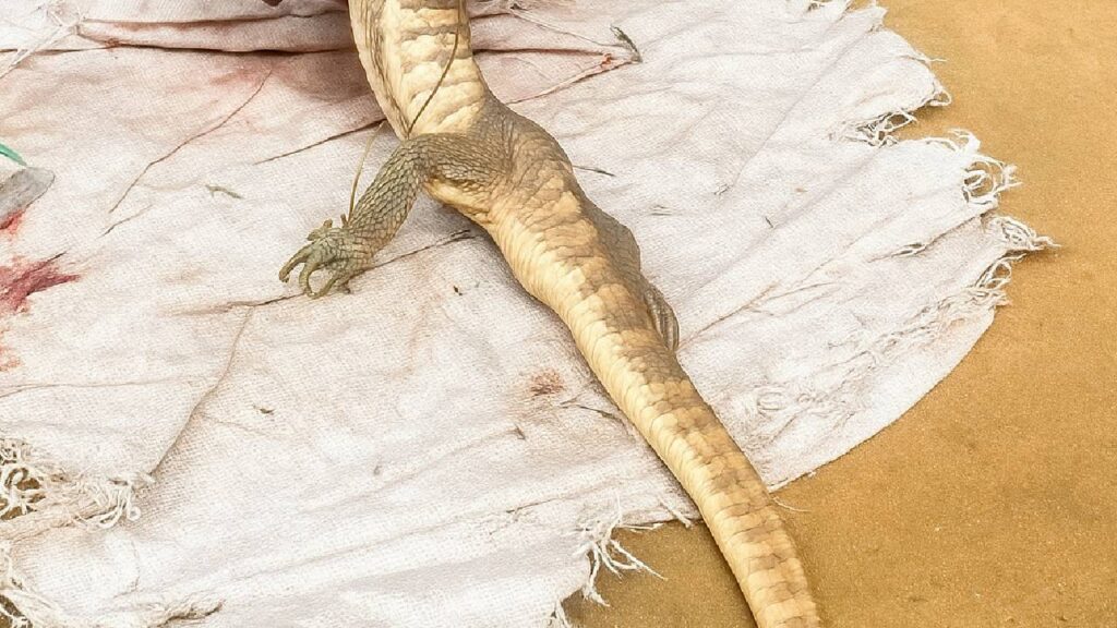 Rare Lizard