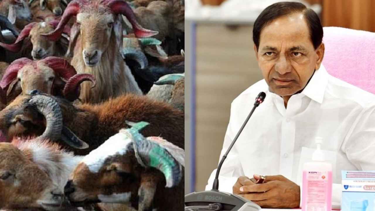 Gossip Garage: గొర్రెల పంపిణీ స్కామ్లో వాట్ నెక్స్ట్? ఈడీ దర్యాప్తుతో బీఆర్ఎస్లో గుబులు.. Gossip Garage: గొర్రెల పంపిణీ స్కామ్లో వాట్ నెక్స్ట్? ఈడీ దర్యాప్తుతో బీఆర్ఎస్లో గుబులు..