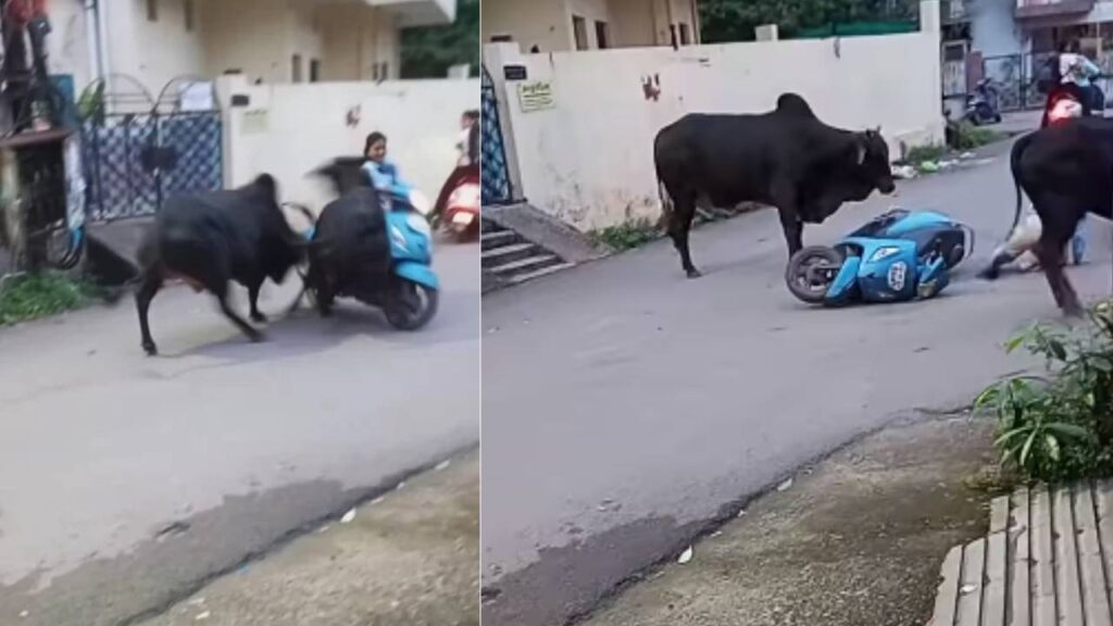 Shocking Video