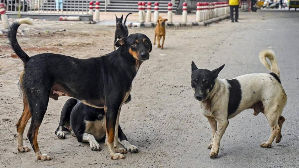 Stray Dogs