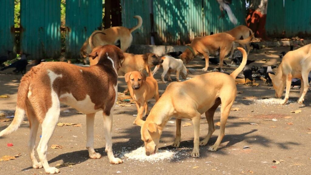 Stray dogs