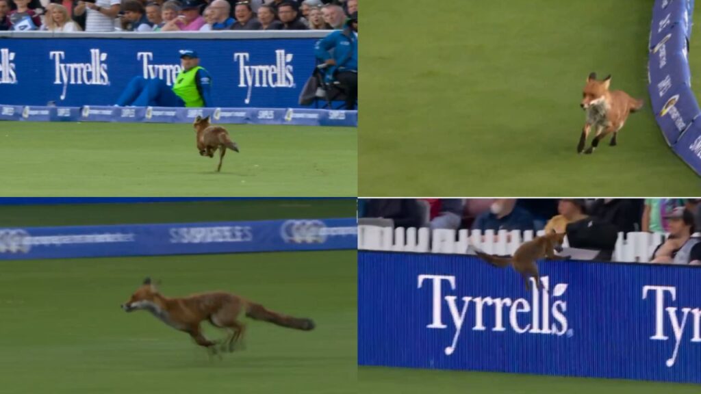 The Hundred 2025 Opener fox invades field video viral