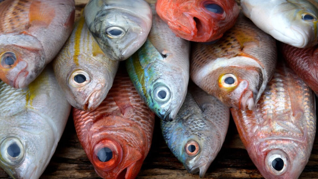 Health Tips: This type of fish should not be eaten at all.
