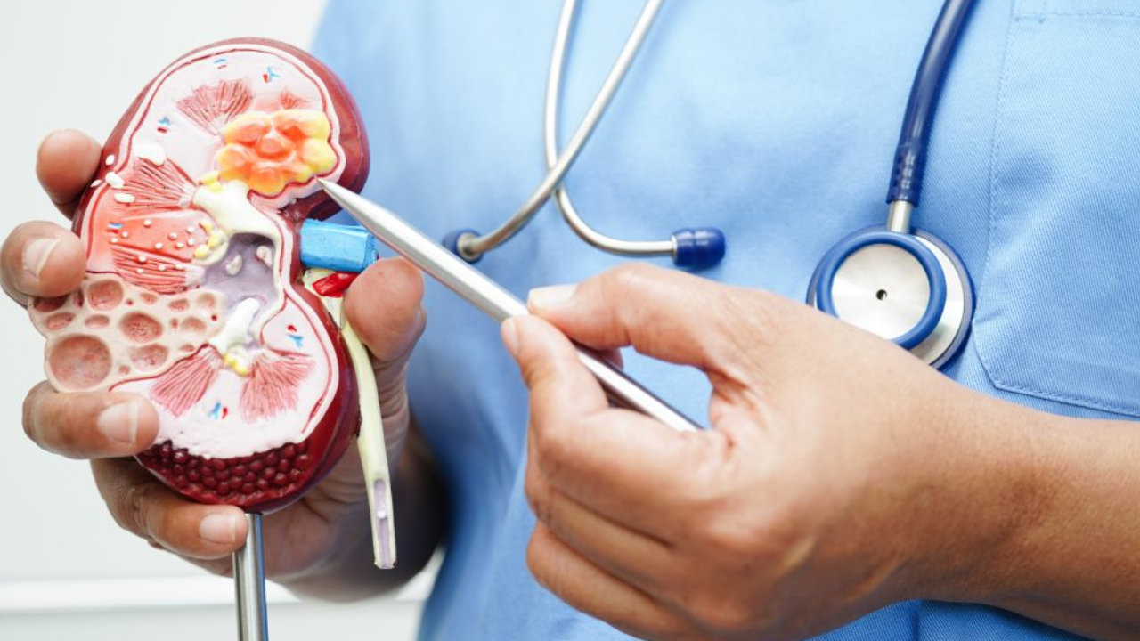 Kidney In Danger: డేంజర్ లో కిడ్నీలు.. మూత్రపిండాలపై ప్రోటీన్ ప్రభావం.. భయపెడుతున్న అధ్యాయనాలు Kidney In Danger: డేంజర్ లో కిడ్నీలు.. మూత్రపిండాలపై ప్రోటీన్ ప్రభావం.. భయపెడుతున్న అధ్యాయనాలు