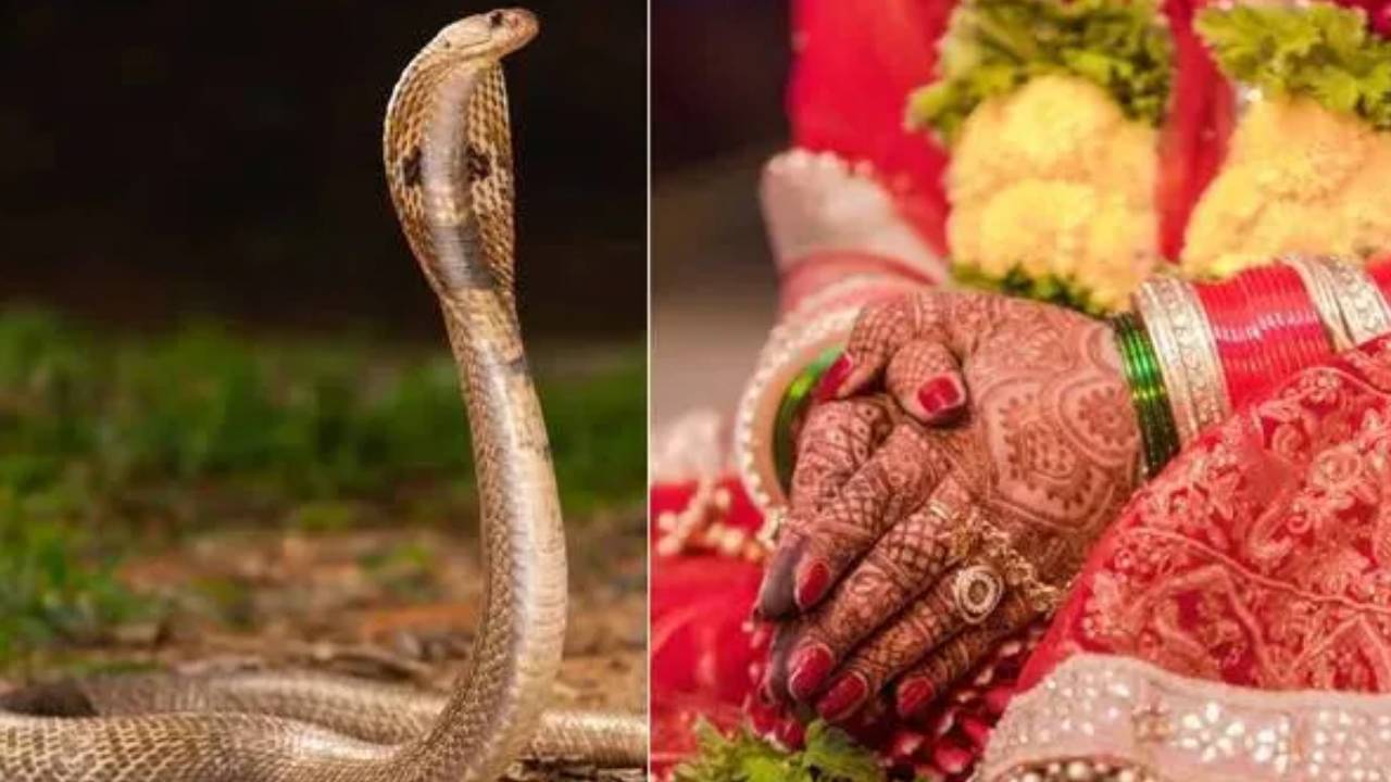 Dowry Dispute: ఎంతకు తెగించార్రా..! పాపం.. అదనపు కట్నంకోసం కోడలిని గదిలో వేసి పామును వదిలారు.. చివరిలో బిగ్ ట్విస్ట్.. Dowry Dispute: ఎంతకు తెగించార్రా..! పాపం.. అదనపు కట్నంకోసం కోడలిని గదిలో వేసి పామును వదిలారు.. చివరిలో బిగ్ ట్విస్ట్..