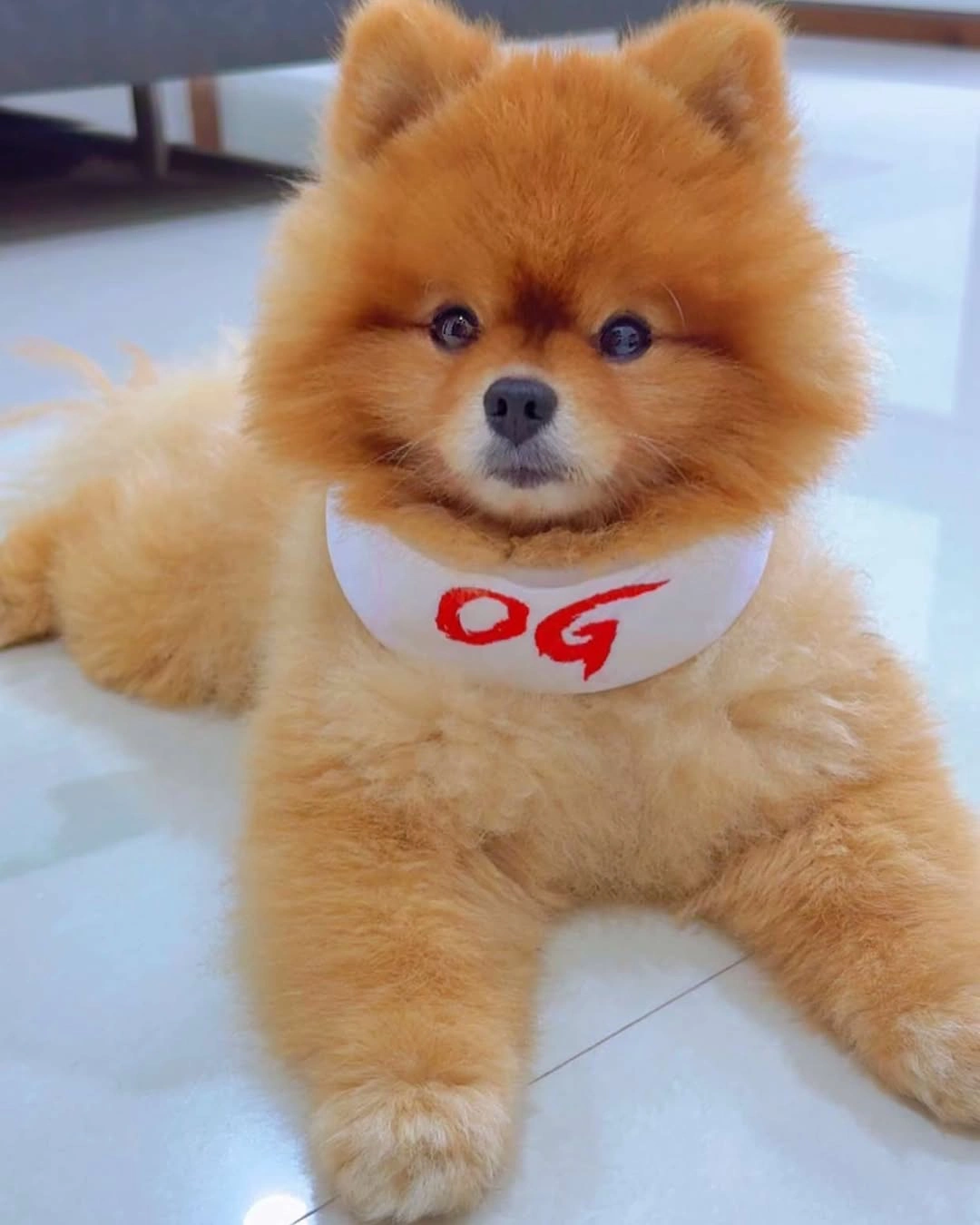 Supritha Cute Photos with OG Hoodie