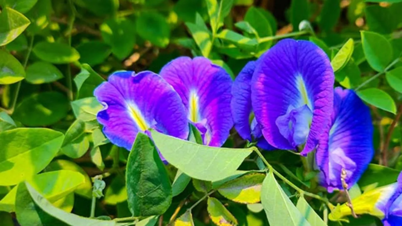 Aparajita Flower