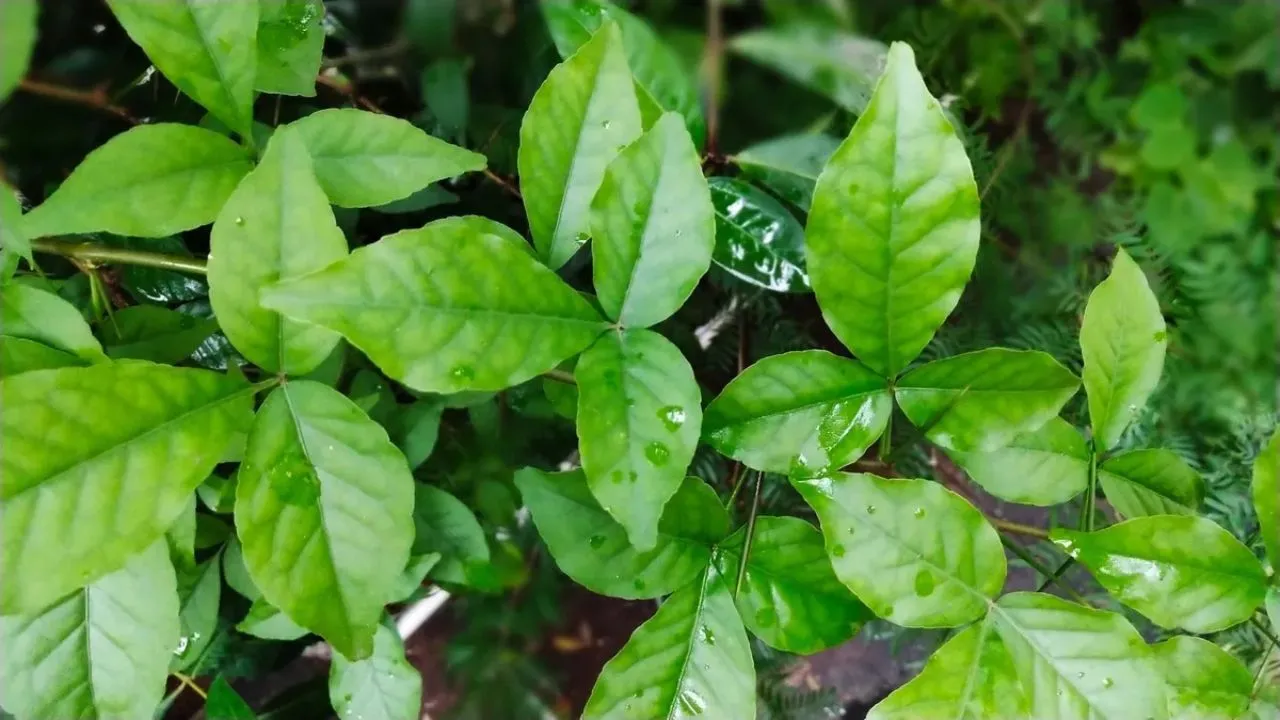 Bilva Leaves