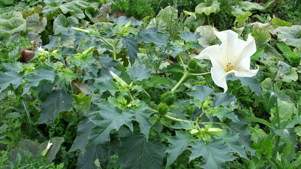 Datura Flower
