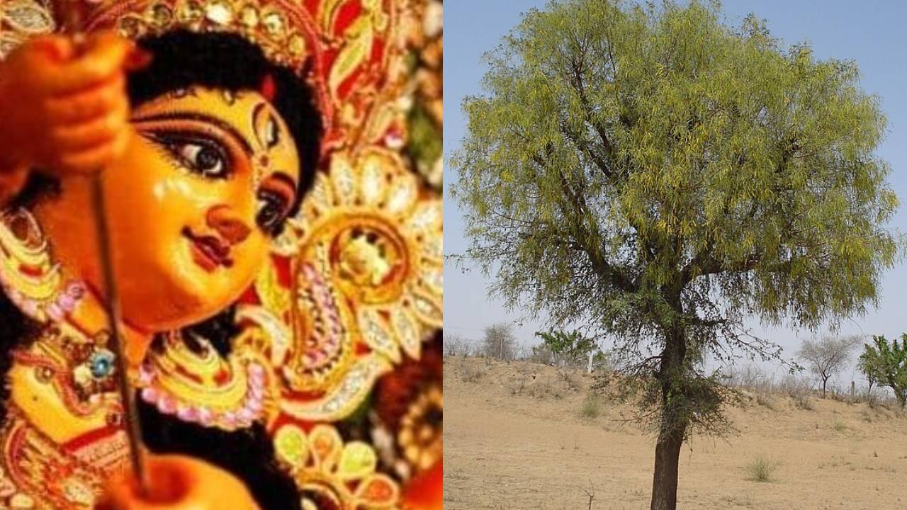 Dussehra : దసరా రోజు జమ్మిచెట్టుకు పూజ చేస్తున్నారా..? కేవలం ఈ సమయాల్లో మాత్రమే ఫూజించాలి.. మీకు ఏడాదంతా విజయాలే.. Dussehra : దసరా రోజు జమ్మిచెట్టుకు పూజ చేస్తున్నారా..? కేవలం ఈ సమయాల్లో మాత్రమే ఫూజించాలి.. మీకు ఏడాదంతా విజయాలే..