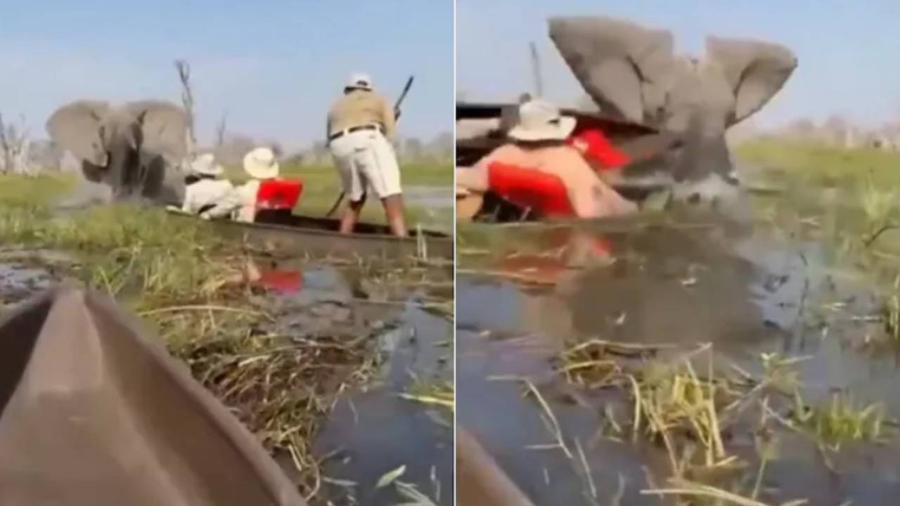 Elephant Attack : వామ్మో.. జస్ట్మిస్.. బోటుపై షికారుకెళ్లిన టూరిస్టులను తరిమికొట్టిన ఏనుగు.. పరుగోపరుగు.. వీడియో వైరల్ Elephant Attack : వామ్మో.. జస్ట్మిస్.. బోటుపై షికారుకెళ్లిన టూరిస్టులను తరిమికొట్టిన ఏనుగు.. పరుగోపరుగు.. వీడియో వైరల్
