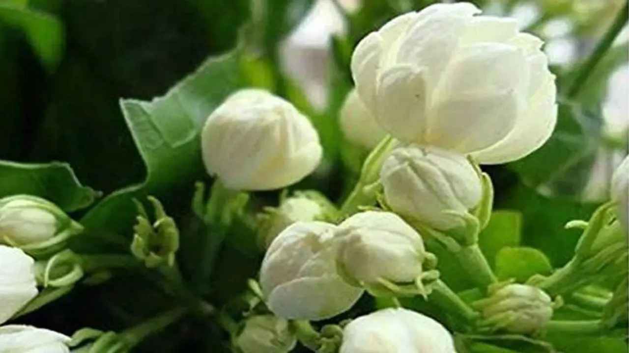 Jasmin Flower