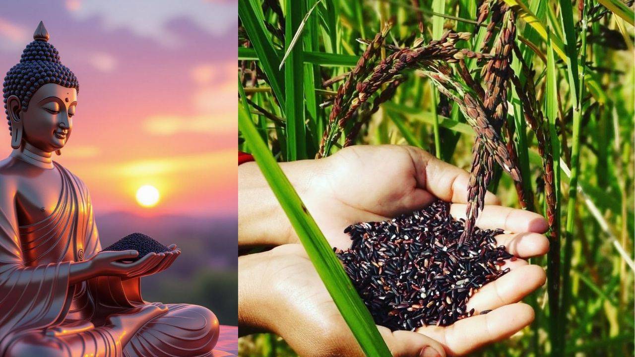 Kalanamak Rice: వావ్.. 3000 ఏళ్ల నాటి బుద్ధ బియ్యం.. ప్రత్యేకతలు చూస్తే అద్భుతః Kalanamak Rice: వావ్.. 3000 ఏళ్ల నాటి బుద్ధ బియ్యం.. ప్రత్యేకతలు చూస్తే అద్భుతః
