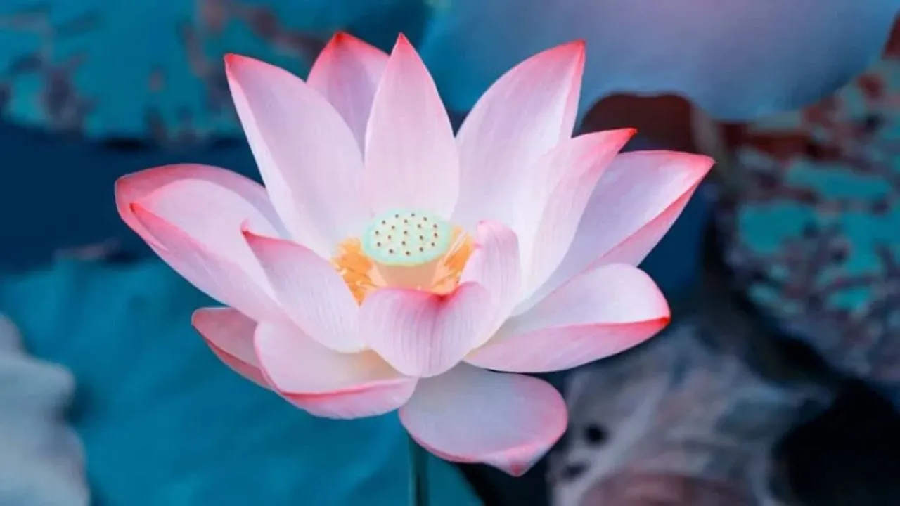 Lotus Flower