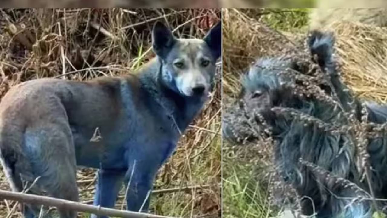 Video: షాకింగ్.. ఇవి సాధారణ కుక్కలంటే మీరు నమ్ముతారా? నీలి రంగులోకి మారిపోయి ఇప్పుడు..