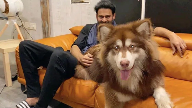 Pan India Star Prabhas Rare Photos