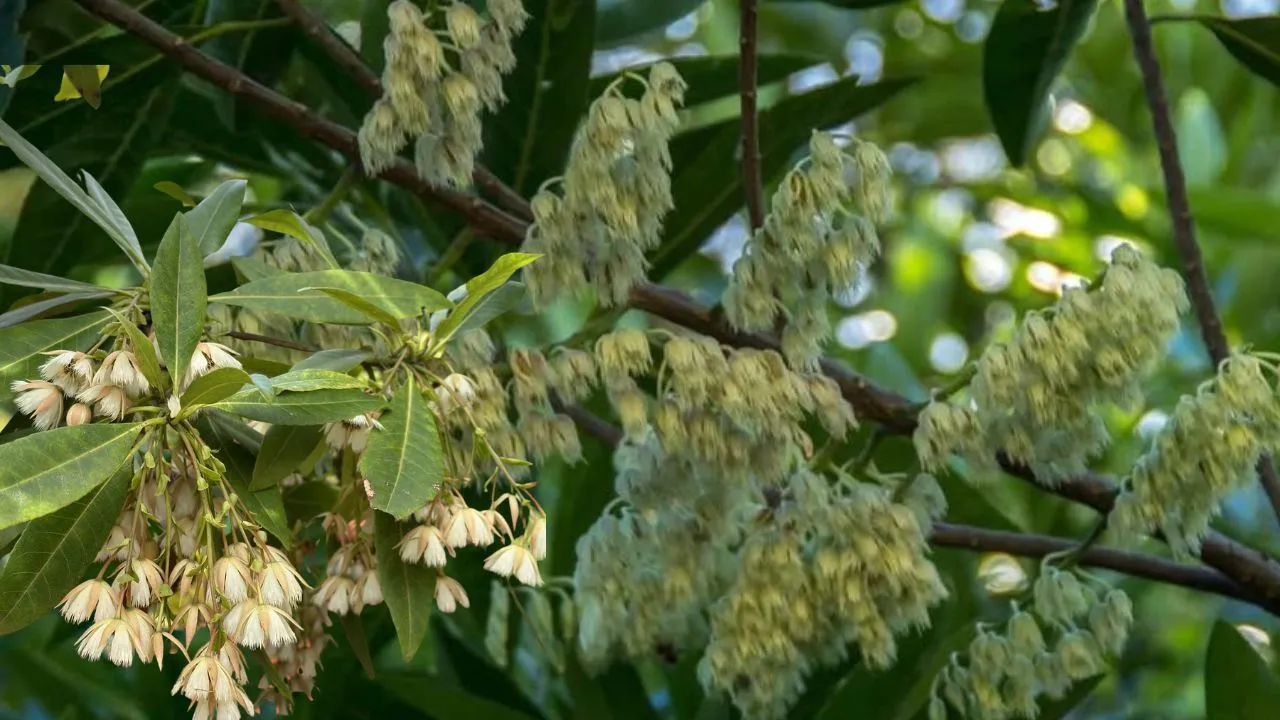 Rudraksha Flowers