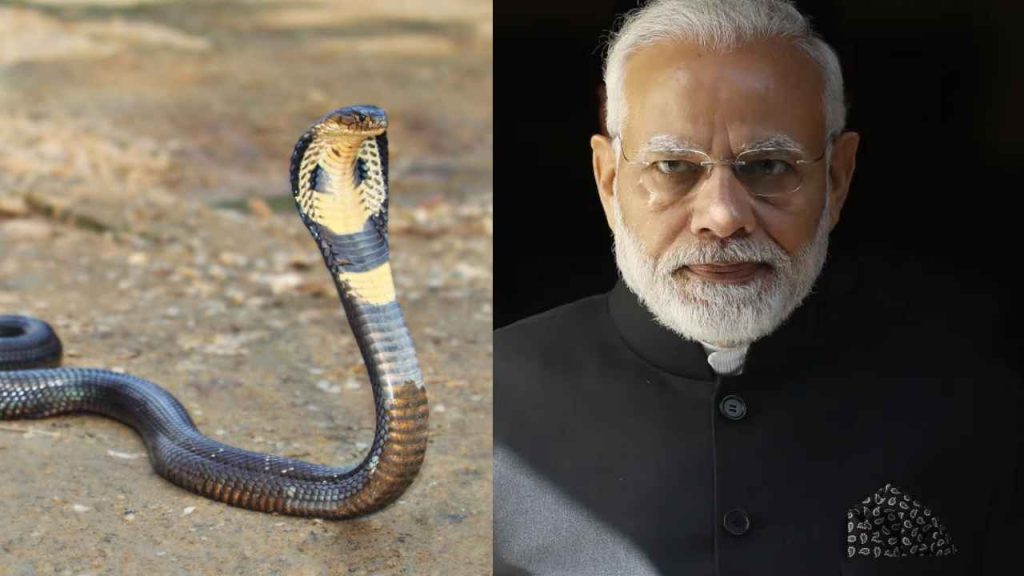 Snakes