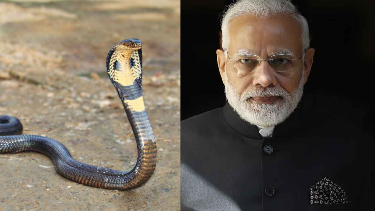 Snakes : ప్రధాని మోదీ ధ్యానం చేయనున్న ప్రాంతంలో.. పాముల కలకలం.. అధికారుల్లో టెన్షన్ టెన్షన్.. Snakes : ప్రధాని మోదీ ధ్యానం చేయనున్న ప్రాంతంలో.. పాముల కలకలం.. అధికారుల్లో టెన్షన్ టెన్షన్..