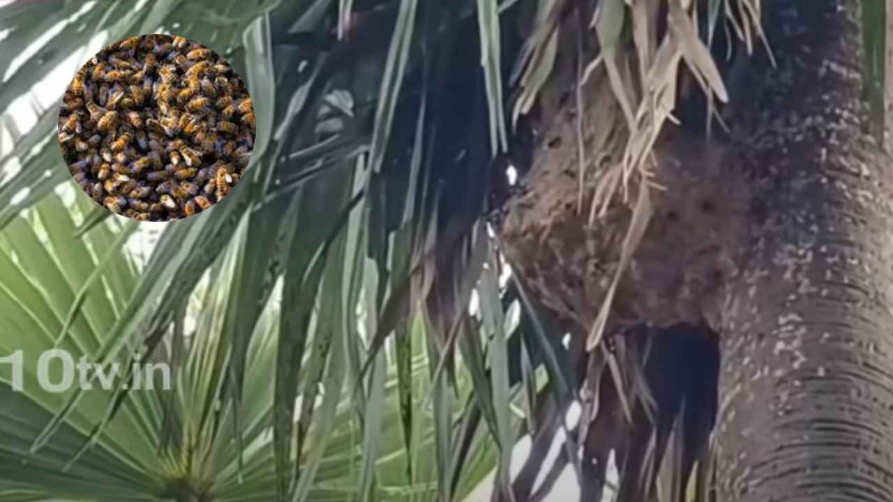 Tsunami Bees: బాబోయ్.. మళ్లీ దూసుకొస్తున్న సునామీ ఈగలు.. కుడితే చావే..! ఏపీ తీరప్రాంత ప్రజల్లో భయం భయం.. Tsunami Bees: బాబోయ్.. మళ్లీ దూసుకొస్తున్న సునామీ ఈగలు.. కుడితే చావే..! ఏపీ తీరప్రాంత ప్రజల్లో భయం భయం..