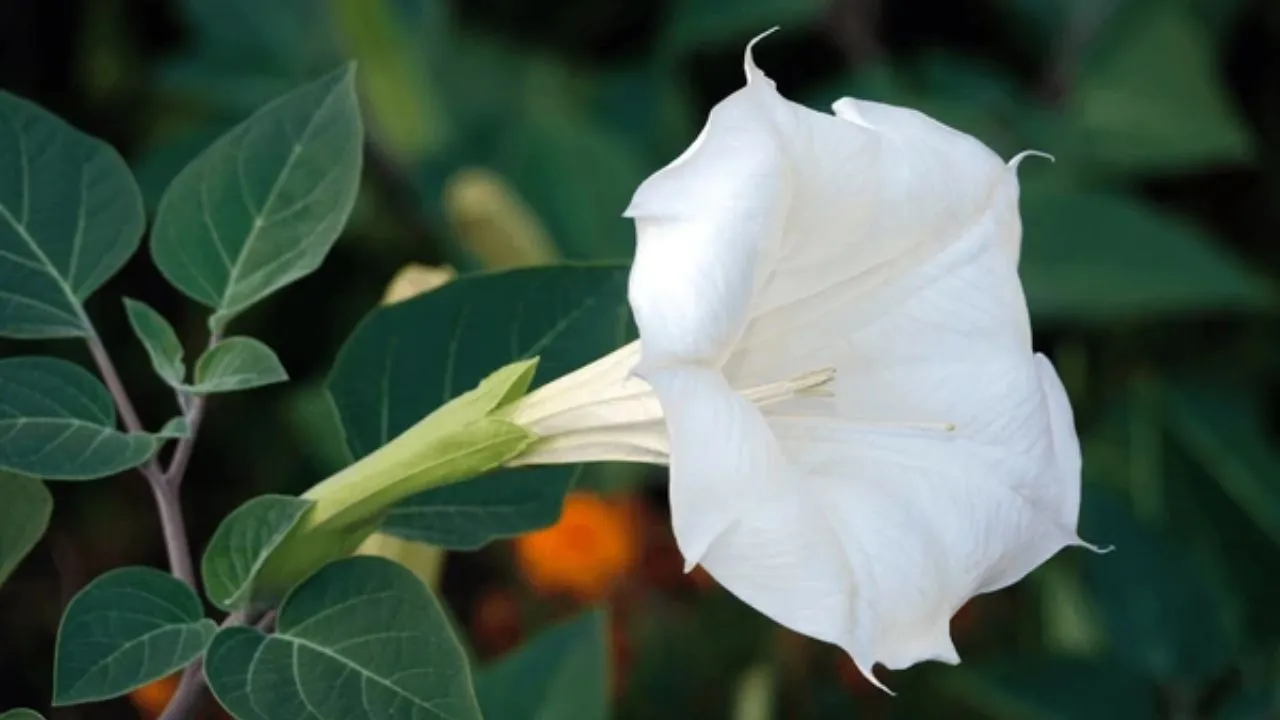 White Dhatura Flower