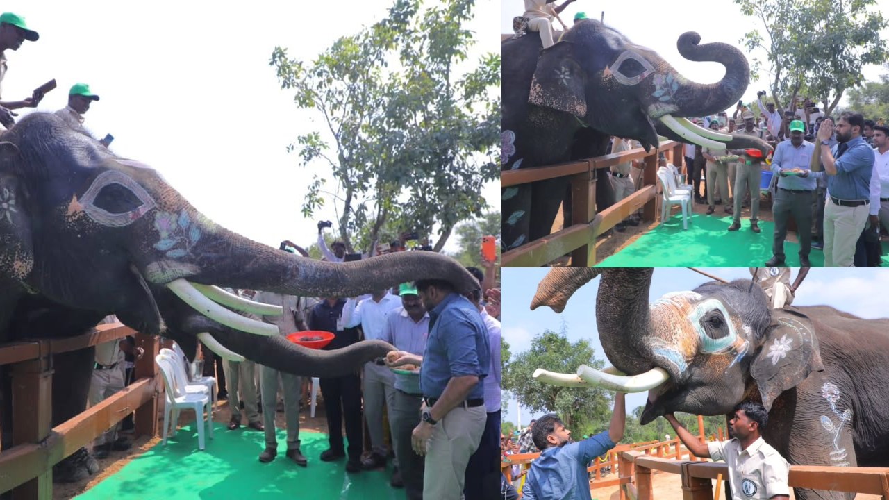 Pawan Kalyan : కుంకీ ఏనుగులకు ఆహారం అందించి.. ఆశీర్వాదం తీసుకొని.. డిప్యూటీ సీఎం ఫొటోలు..