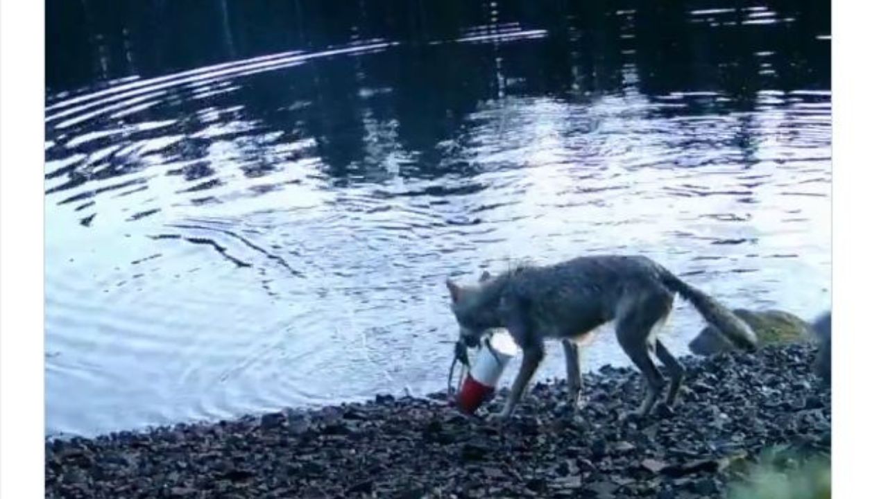 Video: మనుషులకే ఇలాంటి తెలివి ఉంటుందనుకుంటున్నారా? ఎరను ఇది బయటకులాగి తినేసింది.. ప్రపంచంలో ఇదే తొలిసారి..