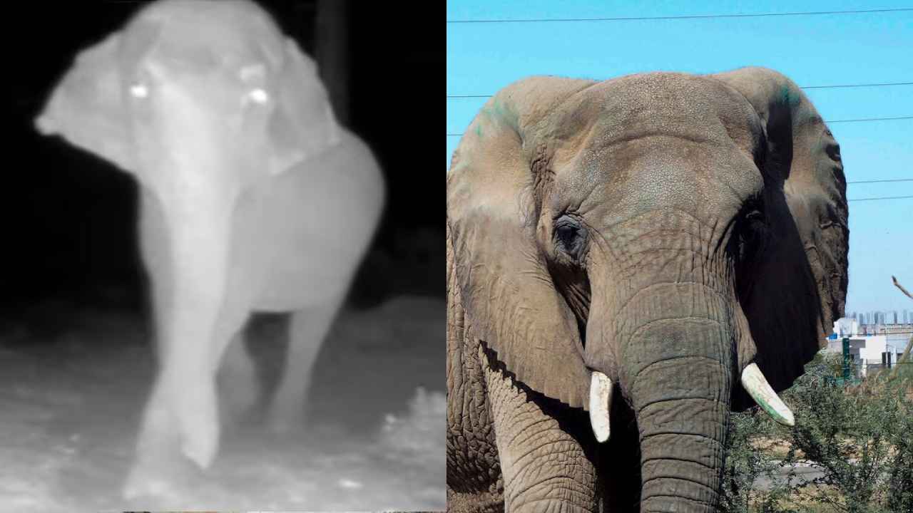 కెమెరాను చూసి రెచ్చిపోయిన ఏనుగు.. ఏం చేసిందంటే.. వీడియో వైరల్