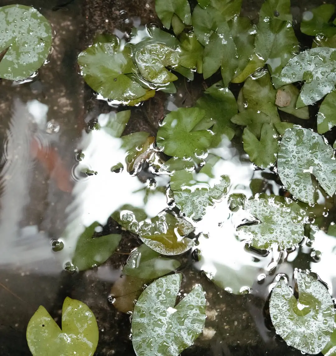 Star beauty Samantha shared special photos for 2025. (1)