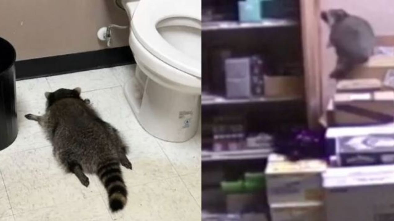 చిక్కదు, దొరకదు.. ముప్పుతిప్పలు పెడుతున్న రాకూన్.. మద్యం మత్తులో ఈ జంతువు ఏం చేసిందంటే?