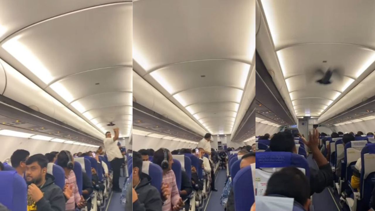 Video: ఇప్పటికే ఏం చేయాలో తెలియక ఇండిగో అధికారులు తలలు పట్టుకుంటుంటే.. విమానంలోకి పావురం దూరి రచ్చ రచ్చ చేసి..