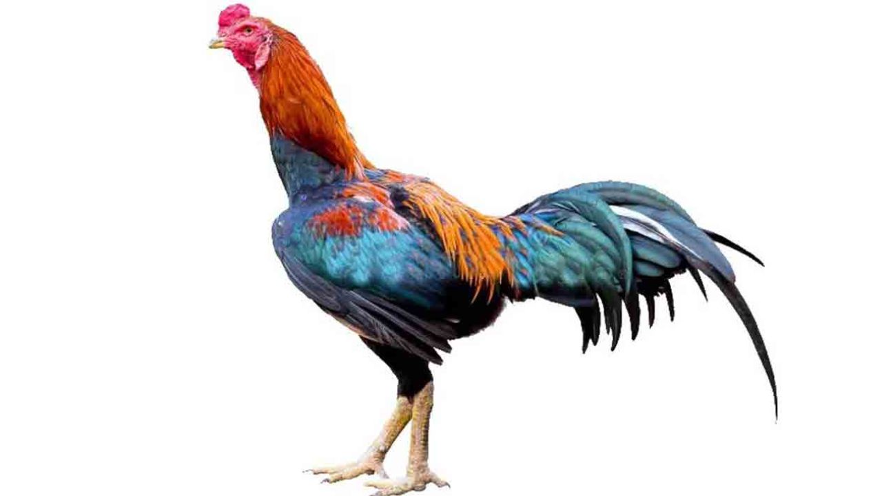 Sankranti 2026: పందెం కోళ్ల డోర్‌ డెలివరీ.. రేట్లు ఎలాగున్నాయో తెలుసా?