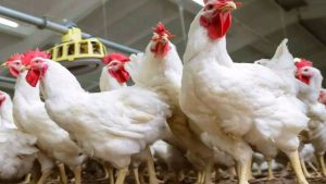 Chicken prices increased