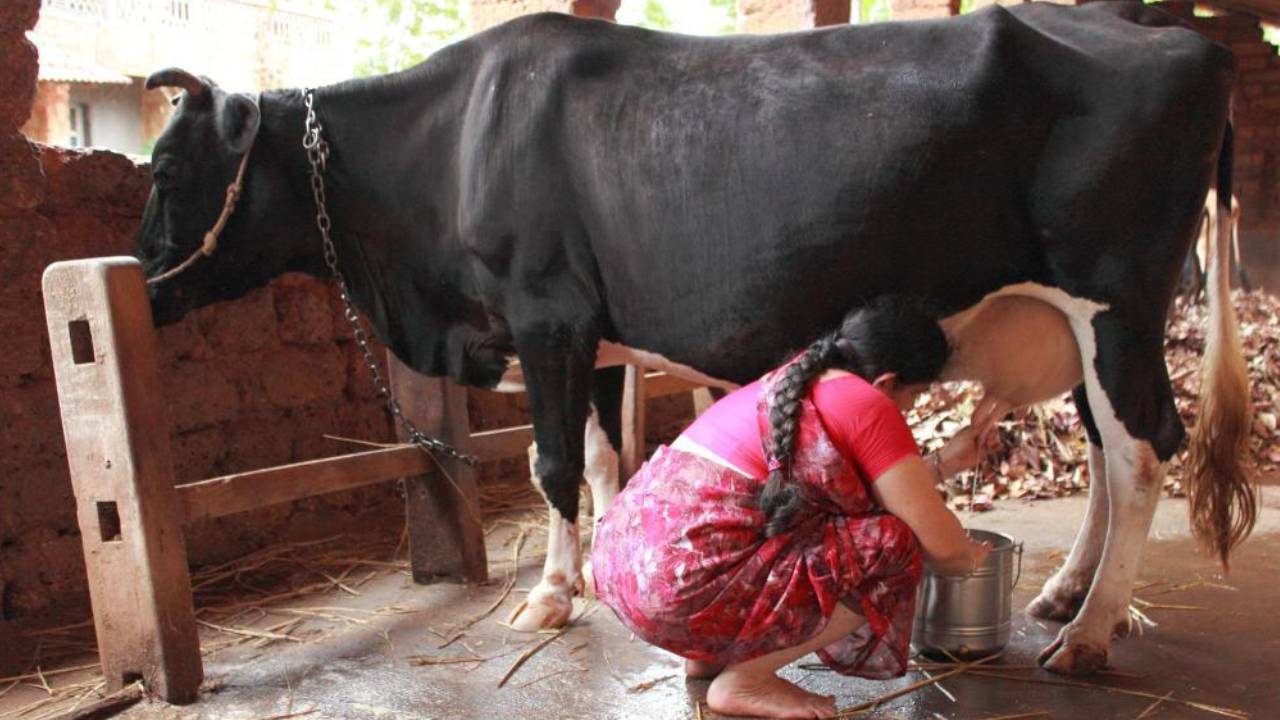 Indira Dairy Programme