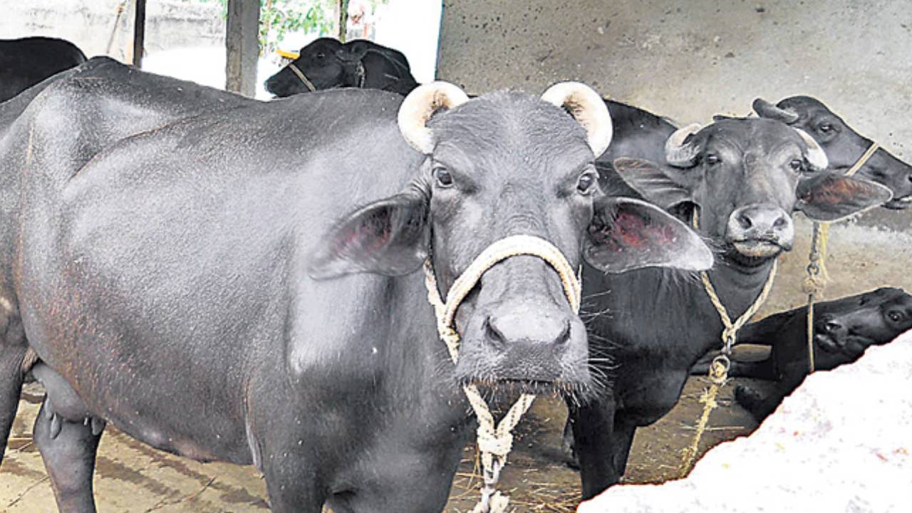 Indira Dairy Programme