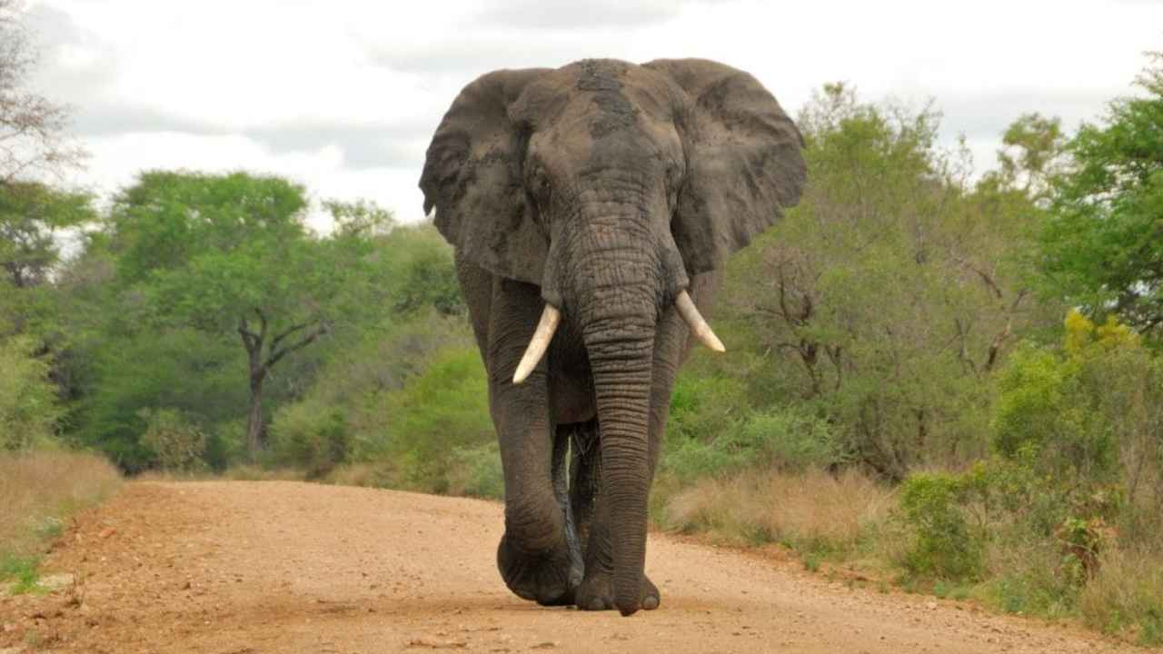 Wild Elephant: 2 రోజుల్లో 13 మంది ప్రాణాలు తీసింది.. గ్రామస్తులను గజగజ వణికిస్తున్న గజరాజు